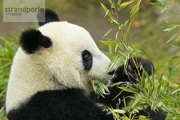 Großer Panda (Ailuropoda melanoleuca)  Jungtier fressend  captive