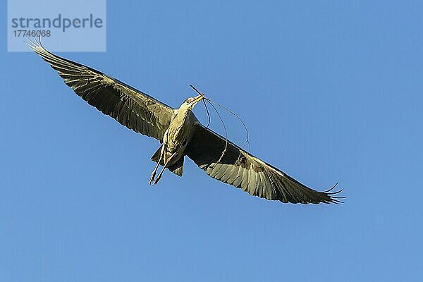 Graureiher (Ardea cinerea)  im Flug  im Frühling