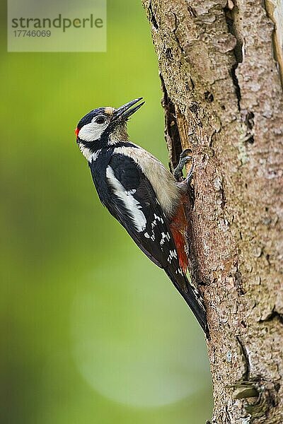 Great Spotted Woodpecker (Dendrocopos major)  on nesting hole  Hessen