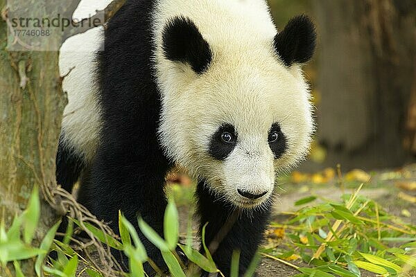 Großer Panda (Ailuropoda melanoleuca)  junger Spaziergang  captive