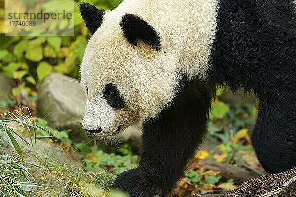 Großer Panda (Ailuropoda melanoleuca)  junger Spaziergang  captive