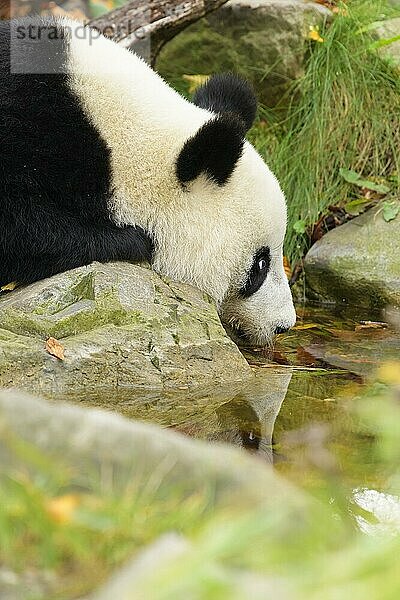 Großer Panda (Ailuropoda melanoleuca)  junge Getränke  captive