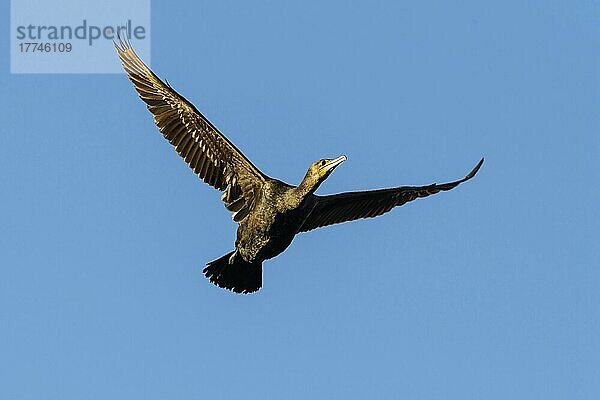 Kormoran (Phalacrocorax carbo)  im Flug  im Frühling