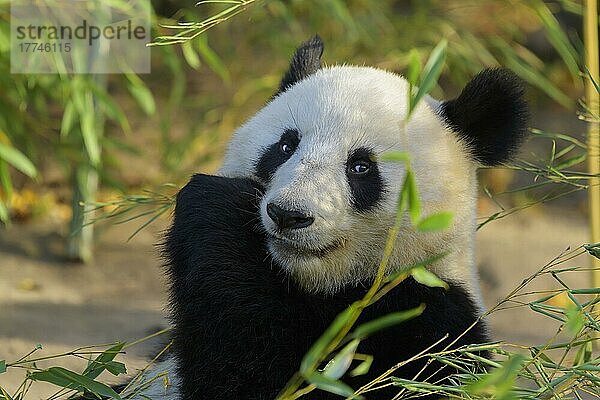 Großer Panda (Ailuropoda melanoleuca)  Jungtier fressend  captive