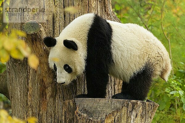 Großer Panda (Ailuropoda melanoleuca)  jung  captive