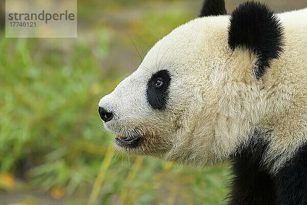 Großer Panda (Ailuropoda melanoleuca)  jung  captive