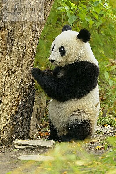Großer Panda (Ailuropoda melanoleuca)  Jungtier sitzt aufrecht  captive