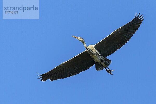 Graureiher (Ardea cinerea)  im Flug  im Frühling