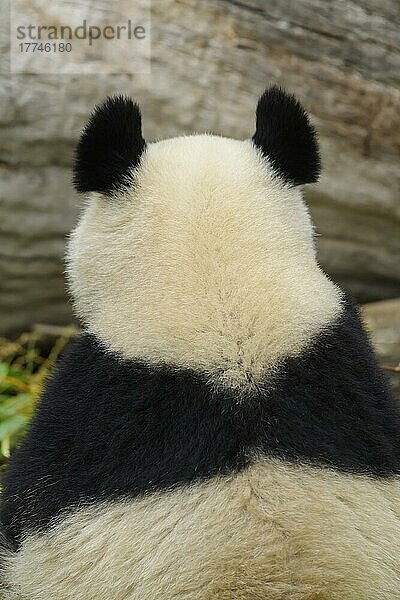 Großer Panda (Ailuropoda melanoleuca)  junger Rücken  captive