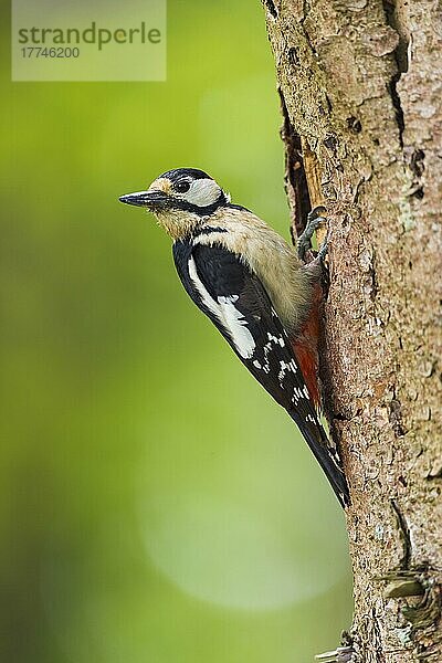 Great Spotted Woodpecker (Dendrocopos major)  on nesting hole  Hessen
