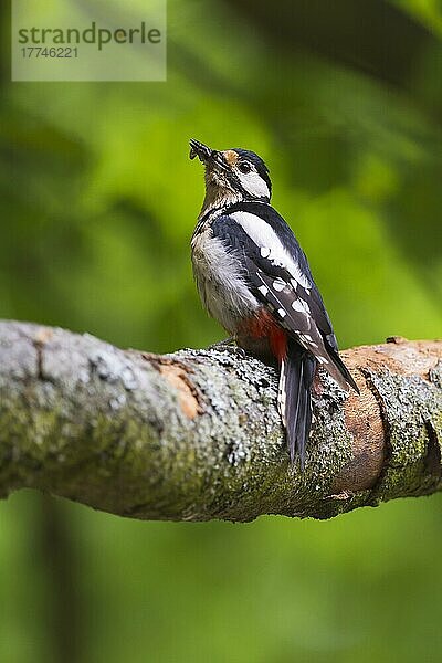 Great Spotted Woodpecker (Dendrocopos major)  with fodder in its beak  Hessen