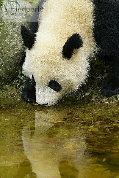 Großer Panda (Ailuropoda melanoleuca)  junge Getränke  captive