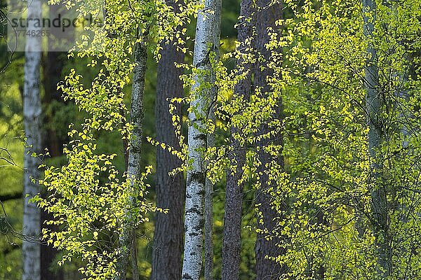 Fresh birch leaves in the forest  Hesse