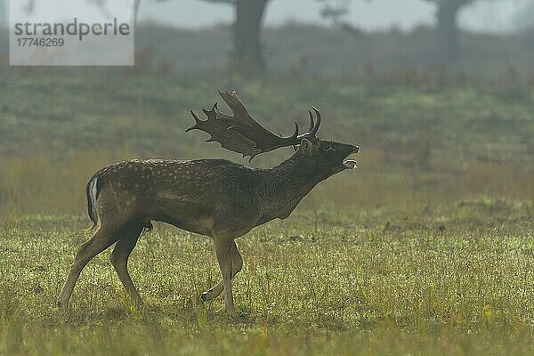 Damhirsch (Dama dama)  während der Brunftzeit  Herbst