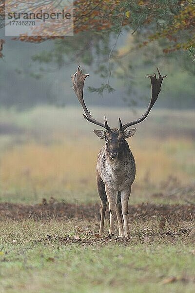 Damhirsch (Dama dama)  während der Brunftzeit  Herbst