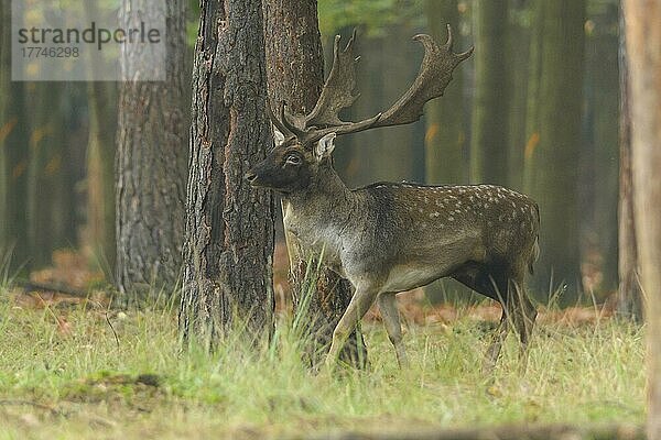 Damhirsch (Dama dama)  Laufen während der Brunftzeit  Herbst