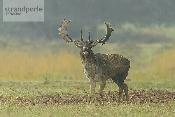 Damhirsch (Dama dama)  während der Brunftzeit  Herbst