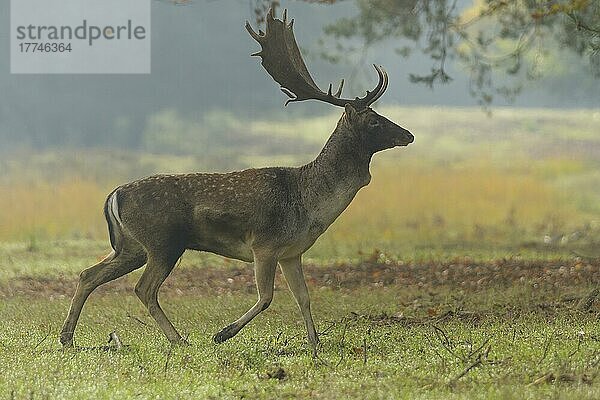 Damhirsch (Dama dama)  Laufen während der Brunftzeit  Herbst