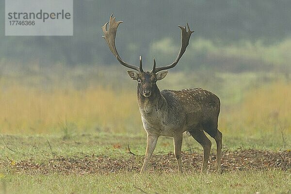 Damhirsch (Dama dama)  während der Brunftzeit  Herbst