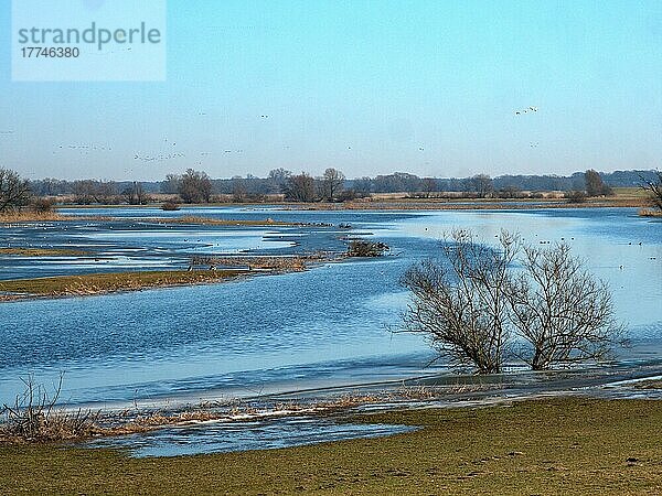 Eisiges Wasser im Überflutungsgebiet des Elbetals im UNESCO Biosphärenreservat Flusslandschaft Elbe bei Barförde  Niedersachsen  Deutschland  Europa