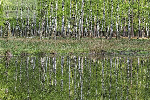 Birch forest with hunting blind is reflected in the pond  Spring  Hesse