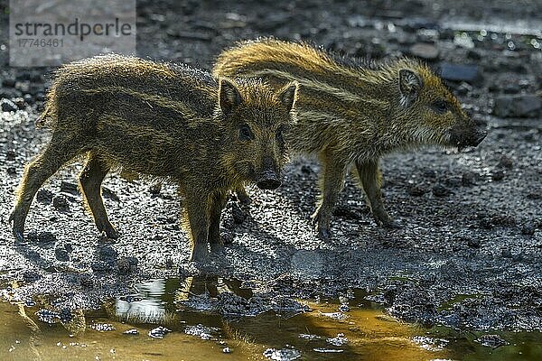 Wild boar (Sus scrofa)  two piglets  Hesse