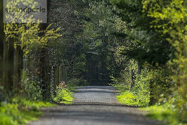 Forest path in spring  Hesse