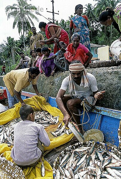 Fischverkäuferinnen im Einzelhandel warten auf den Kauf von Fisch in Port Blair  Indien  Asien