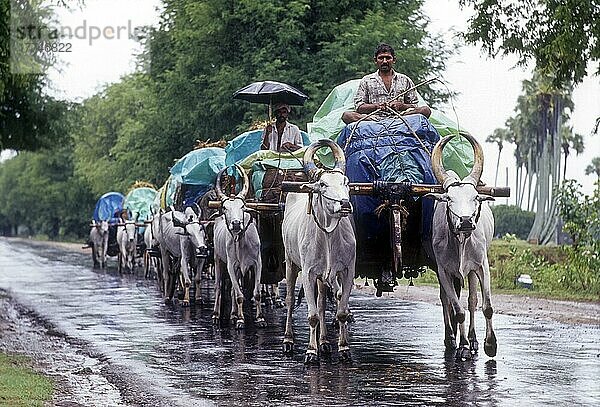 Ochsenkarren an einem regnerischen Tag  Tamil Nadu  Indien  Asien