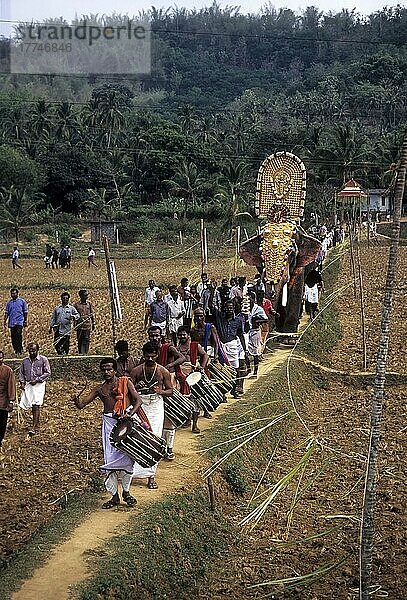 Musiker vor geschmückten Elefanten  die beim Uthralikavu Pooram-Festival in Wadakanchery in der Nähe von Thrissur oder Trichur  Kerala  Indien  durch die schmalen Grate des Reisfeldes laufen  Asien