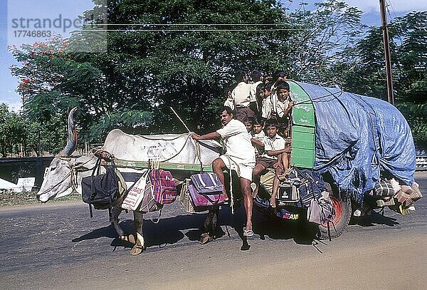 Kinder auf dem Weg zur Schule in einem Ochsenkarren in Coimbatore  Tamil Nadu  Indien  Asien