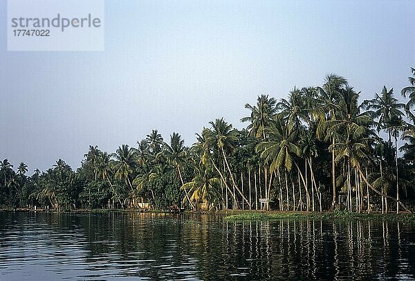 Kokospalmen am Rande des Wassers  Backwaters von Kerala  Indien  Asien