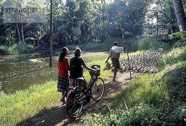 Ein Mann  der eine Entenherde weidet  und dahinter zwei Mädchen mit einem Fahrrad in Alappuzha  Kerala  Indien  Asien