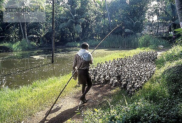 Ein Mann weidet eine Entenherde in Alappuzha  Kerala  Indien  Asien