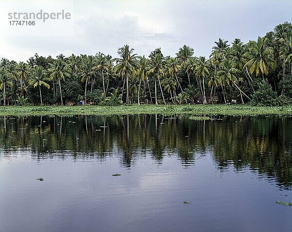 Backwaters in Kerala  Indien  Asien