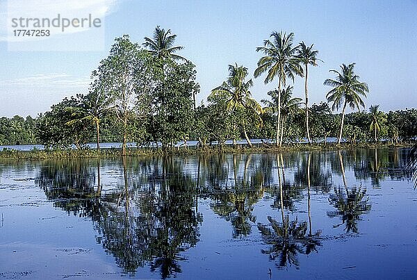 Kokosnussbäume mit Spiegelung  Backwaters von Kerala  Indien  Asien