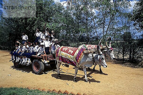 Schulkinder machen einen Ausflug nach Dakshinachitra auf einem Ochsenkarren in Chennai  Tamil Nadu  Indien  Asien