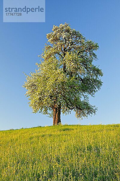 Alleinstehender  blühender Birnbaum auf Blumenwiese im warmen Morgenlicht  Oetwil am See im Zürcher Oberland  Schweiz  Europa