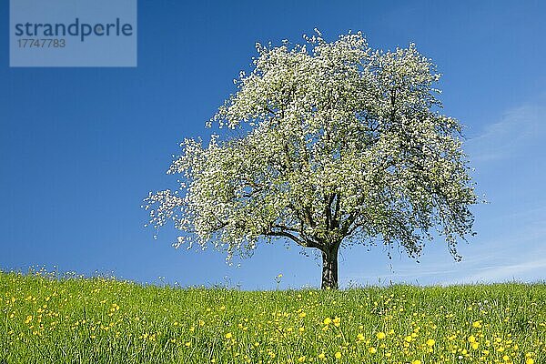 Alleinstehender  blühender Apfelbaum auf blühender Blumenwiese  bei Hombrechtikon im Zürcher Oberland  Schweiz  Europa