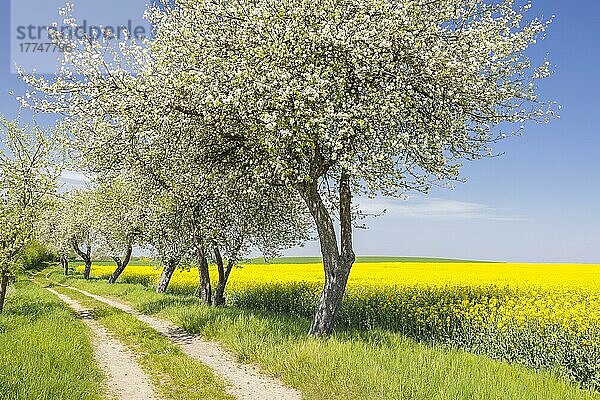 Feldweg zwischen blühenden Rapsfeldern (Brassica napus) mit blühenden Apfelbäumen (Malus)  Räckelwitz  Oberlausitz  Sachsen  Deutschland  Europa