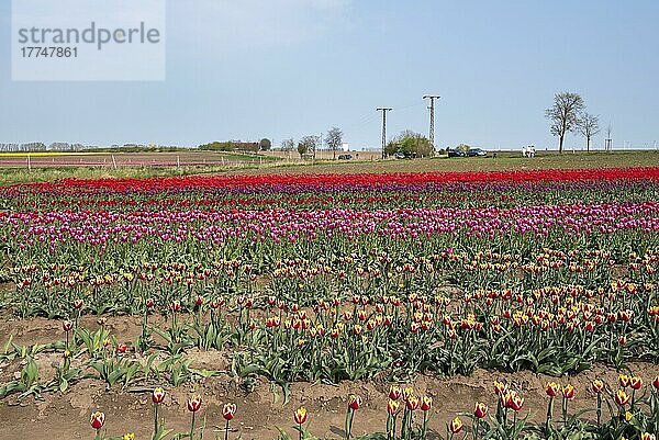 Tulpen  Tulpenfeld  Schwaneberg  Sachsen-Anhalt  Deutschland  Europa