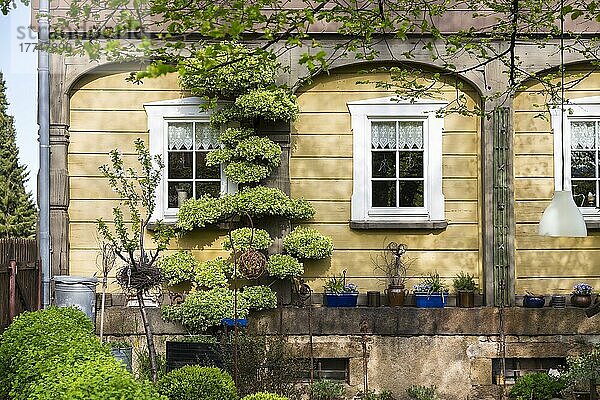 Fassade und Fenster von einem Umgebindehaus  Gaststätte Zur Linde  Wilthen  Oberlausitz  Sachsen  Deutschland  Europa