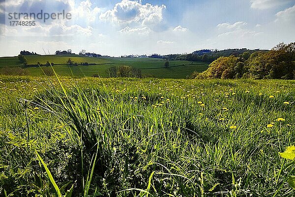 Landschaft im Frühling am Wixberg  Iserlohn  Sauerland  Nordrhein-Westfalen  Deutschland  Europa