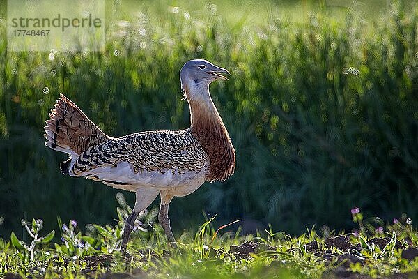 Großtrappe (Otis tarda) Trappen-Hahn im Prachtkleid zur Balzzeit  Extremadura  Spanien  Europa