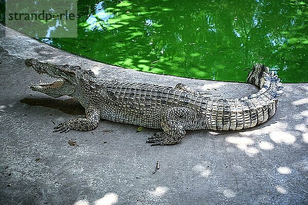 Krokodil (Crocodilus)  Crocodile Farm Pattaya  Thailand  Asien