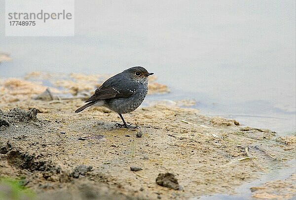 Wasserrotschwanz (Rhyacornis fuliginosus)  erwachsenes Weibchen  stehend am Ufer  Nepal  Januar  Asien