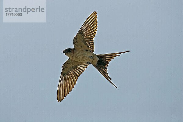 Rotbürzelschwalbe (Hirundo daurica) erwachsen im Flug