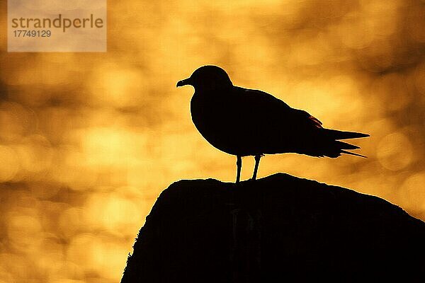 Schmarotzerraubmöwe  Schmarotzerraubmöwen (Stercorarius parasiticus)  Raubmöwe  Raubmöwen  Möwen  Tiere  Vögel  Arctic Skua adult  silhouette on rock beside sea at sunset  Mousa