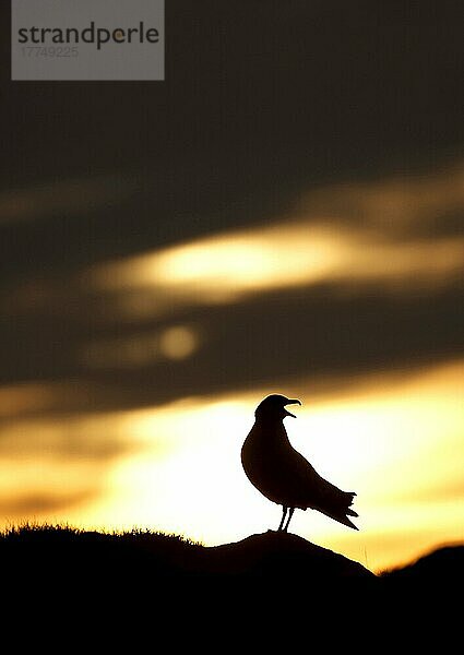 Große Raubmöwe  Große Raubmöwen (Stercorarius skua) Raubmöwe  Raubmöwen  Möwen  Tiere  Vögel  Great Skua adult calling  silhouette  Ingolfshofoi  Iceland