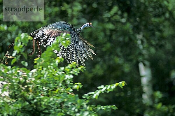 Ozellierte Türkei (Agriocharis ocellata)  erwachsenes Männchen  im Flug  Belize  Mittelamerika